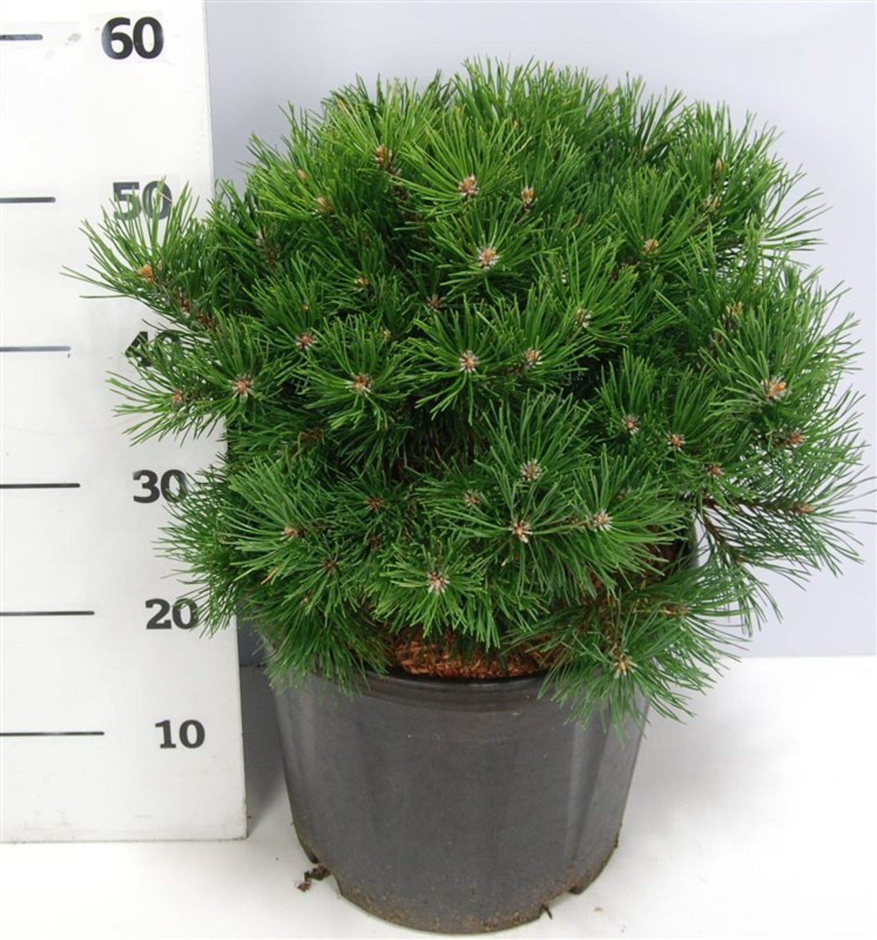 Pinus mugo 'Mops' - C12 30-40 CM